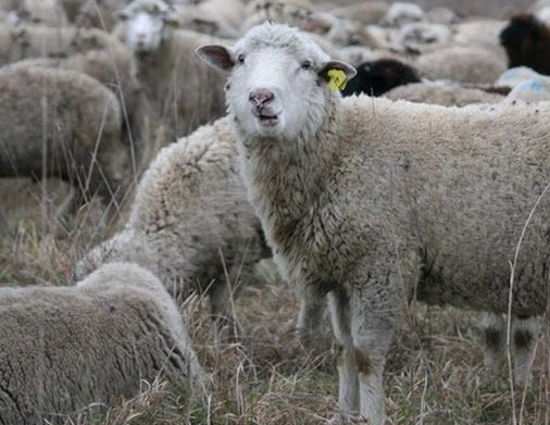 Цигайські вівці