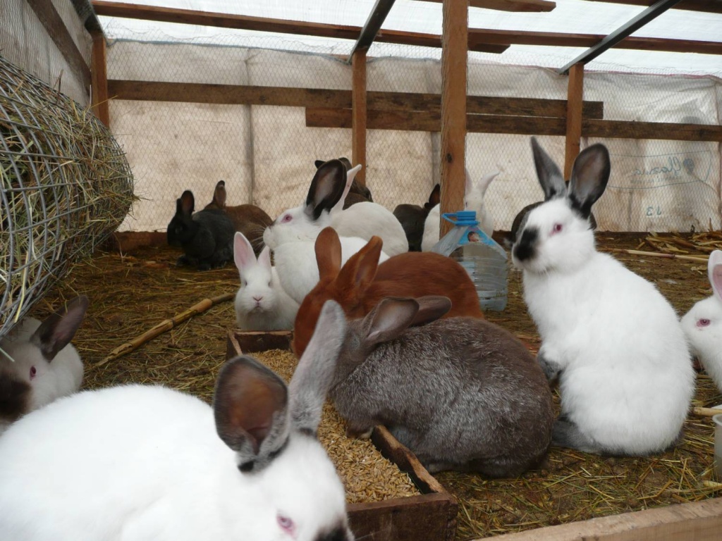 Кролики в клітці