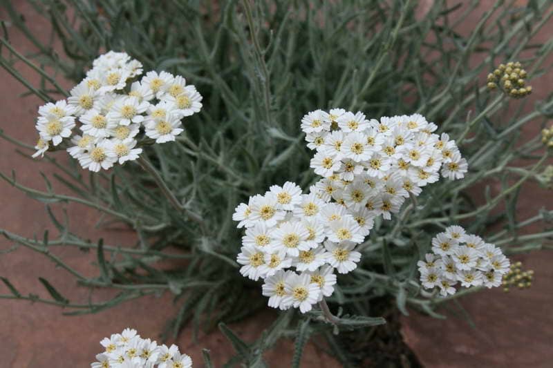 Achillea kellereri