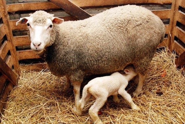 Овца с ягненком, порода прекос