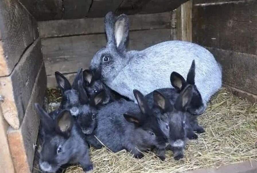 Крольчиха с крольчатами