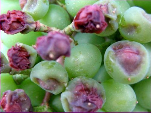 Бактериальное увядание винограда на ягодах