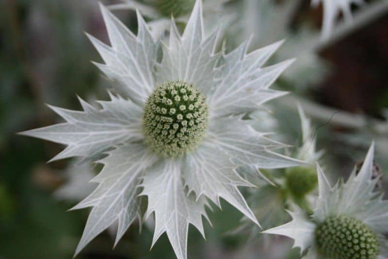 Eryngium giganteum Silver Ghost