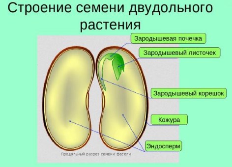 Зародышевые органы растения