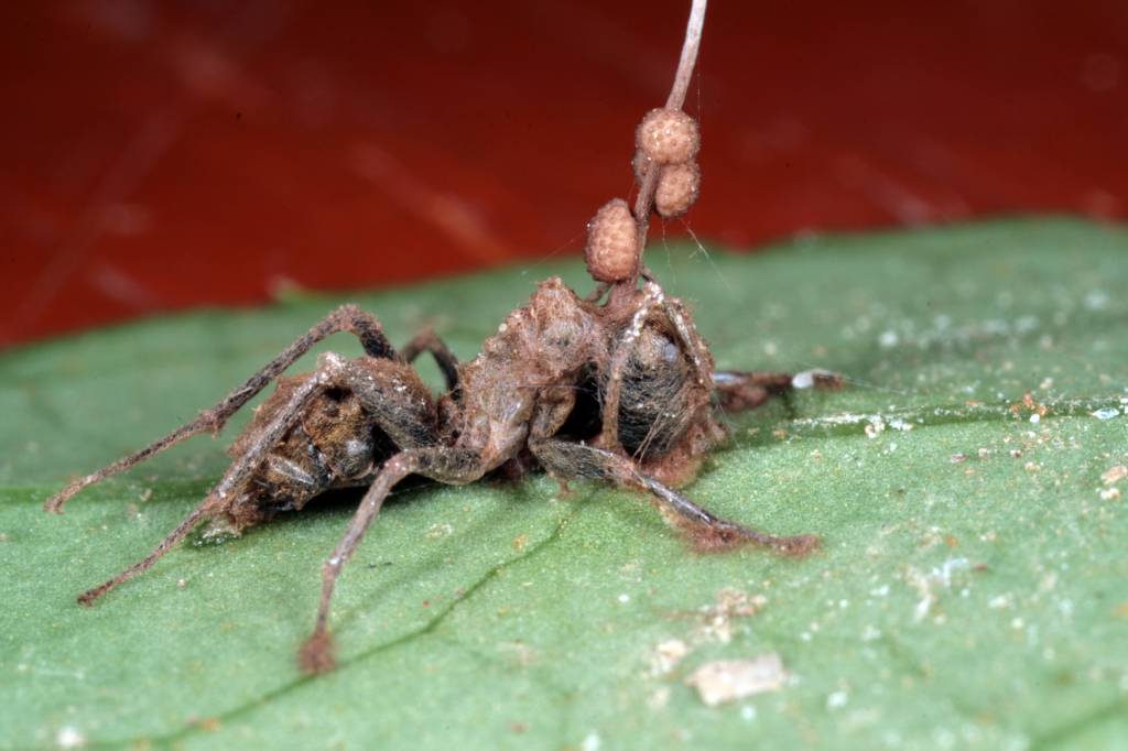 Влияние грибов на муравьев