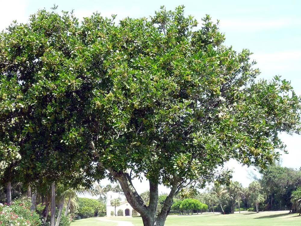 Дерево макадамии