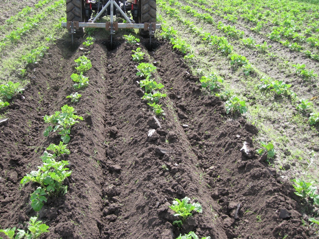 Технологии посадки картофеля
