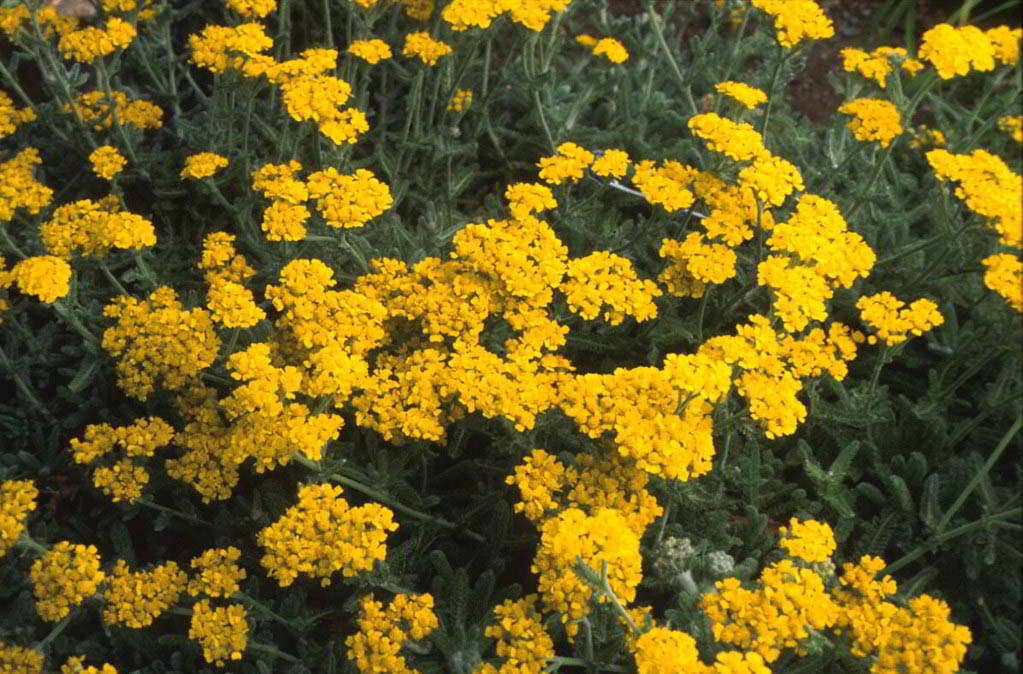 Achillea tomentosa