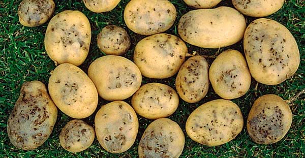 Поврежденные клубни картофеля