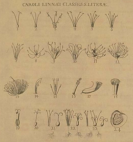 В основу системы Линнея были положены отличия в строении цветков, в частности - тычинок и пестиков