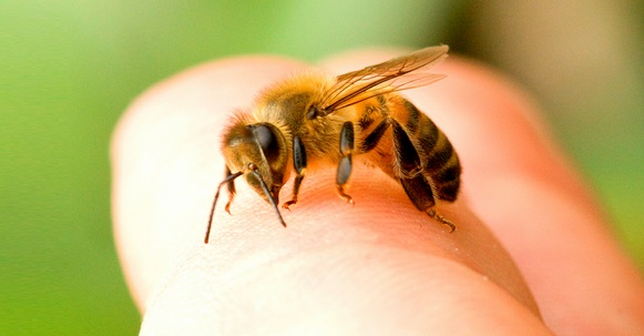 Пчелиный яд.jpg