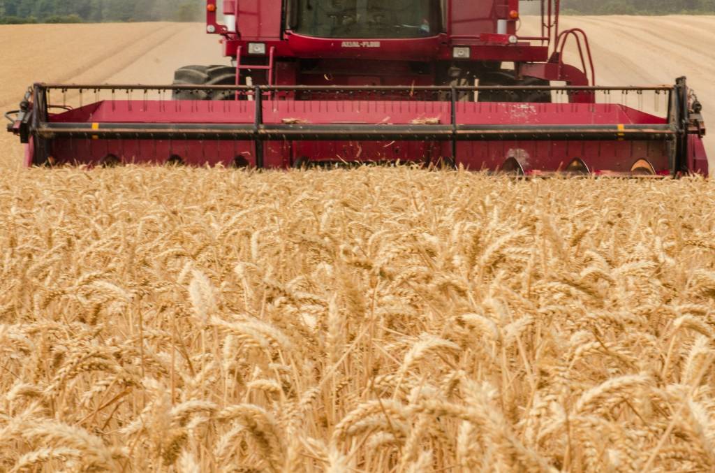 Комбайн збирає врожай пшениці