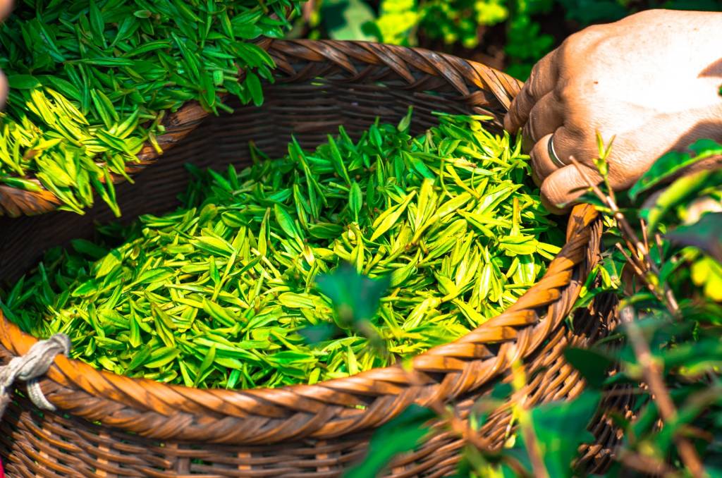 Чай - один з продуктів, які Україна традиційно імпортує з Азії