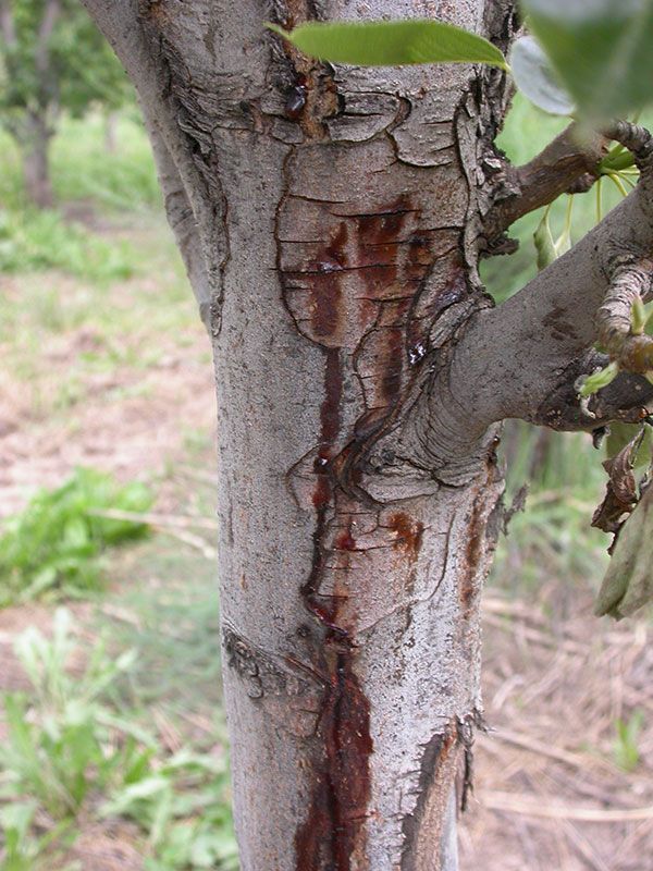Erwinia amylovora на коре плодового дерева