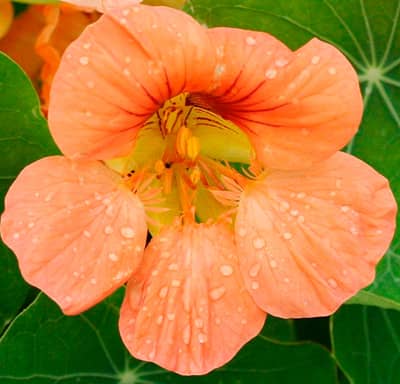 Tropaeolum minus Salmon Baby