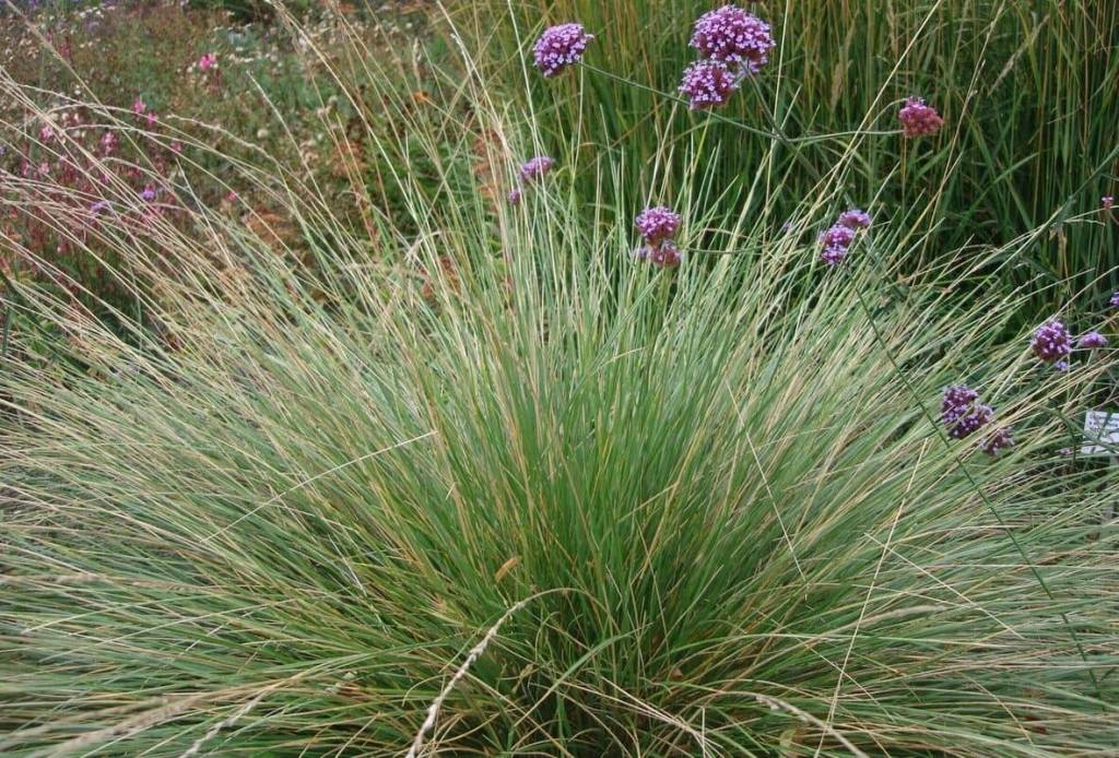 Festuca Mairei