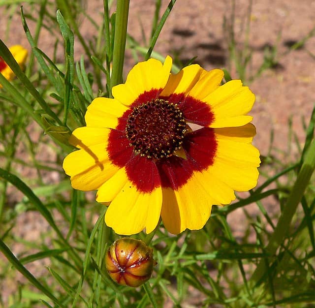 Coreopsis tinctoria