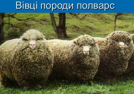 Вівці полварс