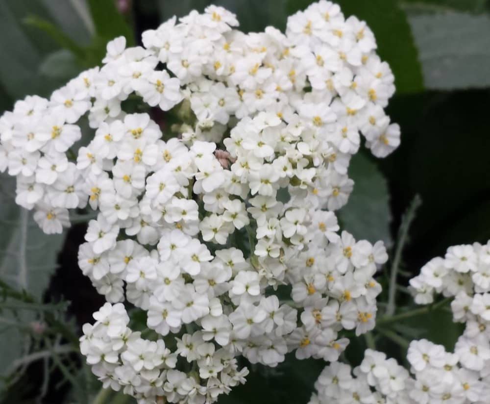 Achillea nobilis ssp. neilreichii