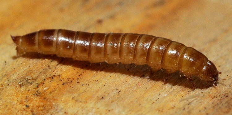 Личинка хрущака борошняного бурого (Alphitobius diaperinus) - «черв’як буффало»