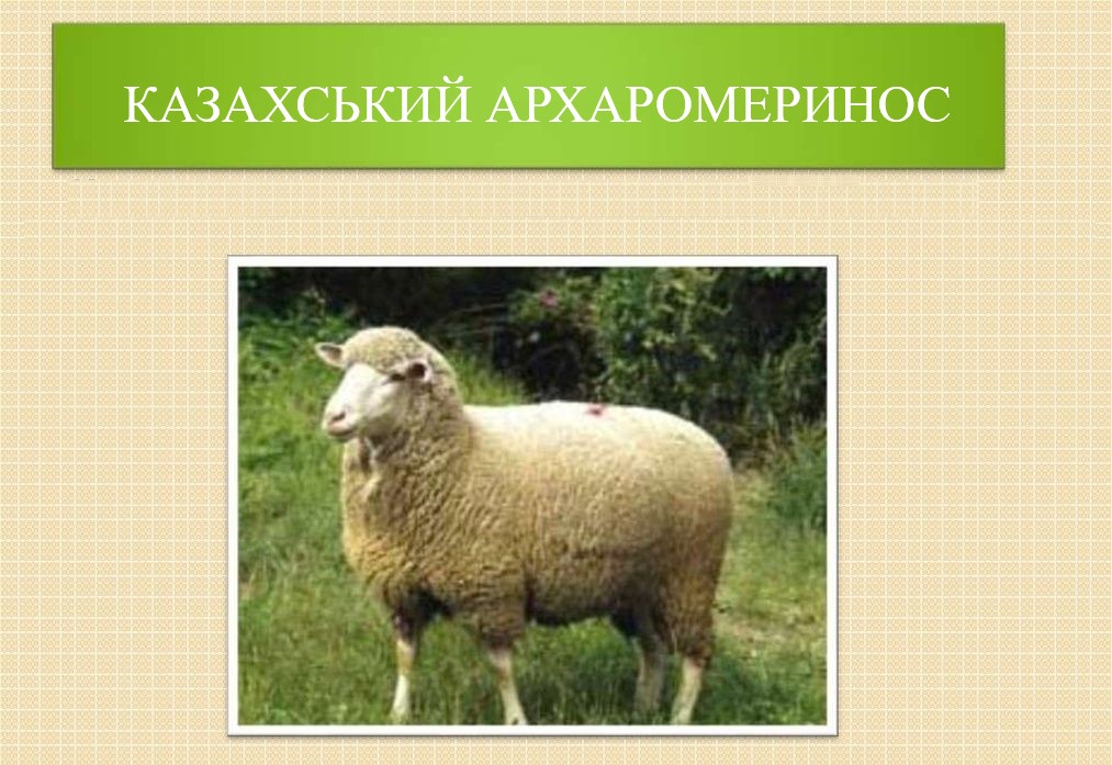Казахський архаромеринос
