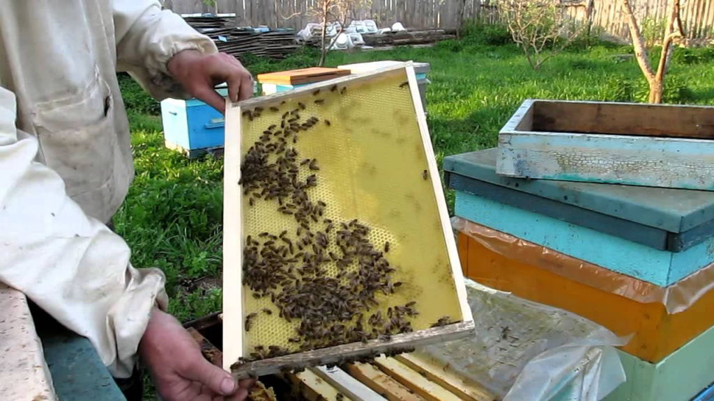 Пасечник и пчёлы