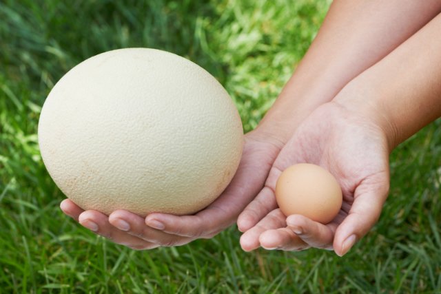 Страусиное яйцо.jpg