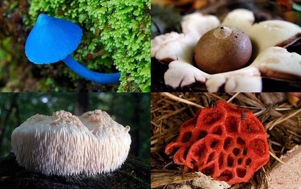 Многообразие грибов на планете