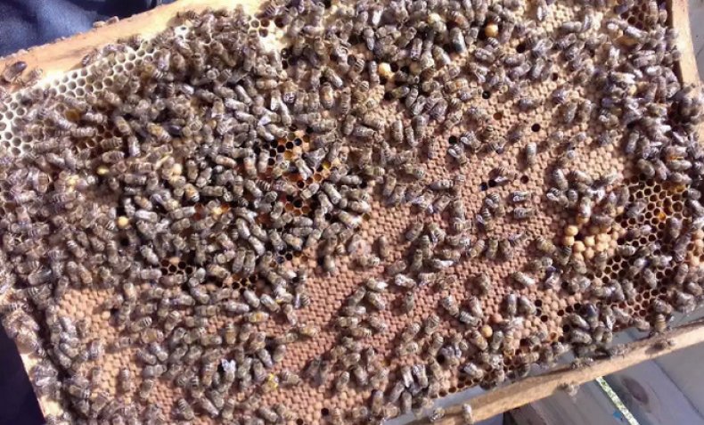 Расплодная рамка с пчёлами