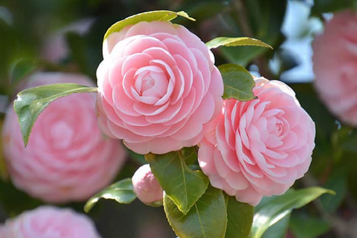 Camellia japonica. Цветок