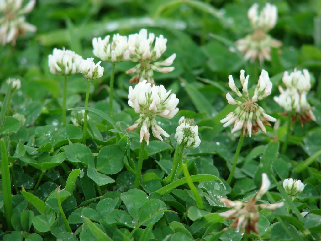 Клевер ползучий (Trifolium repens)