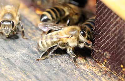 Карпатская порода пчел.jpg