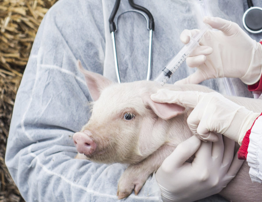 Вакцинація свиней допоможе подолати АЧС