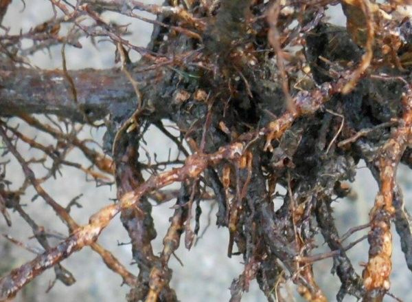 Поврежденный корень виноградной лозы