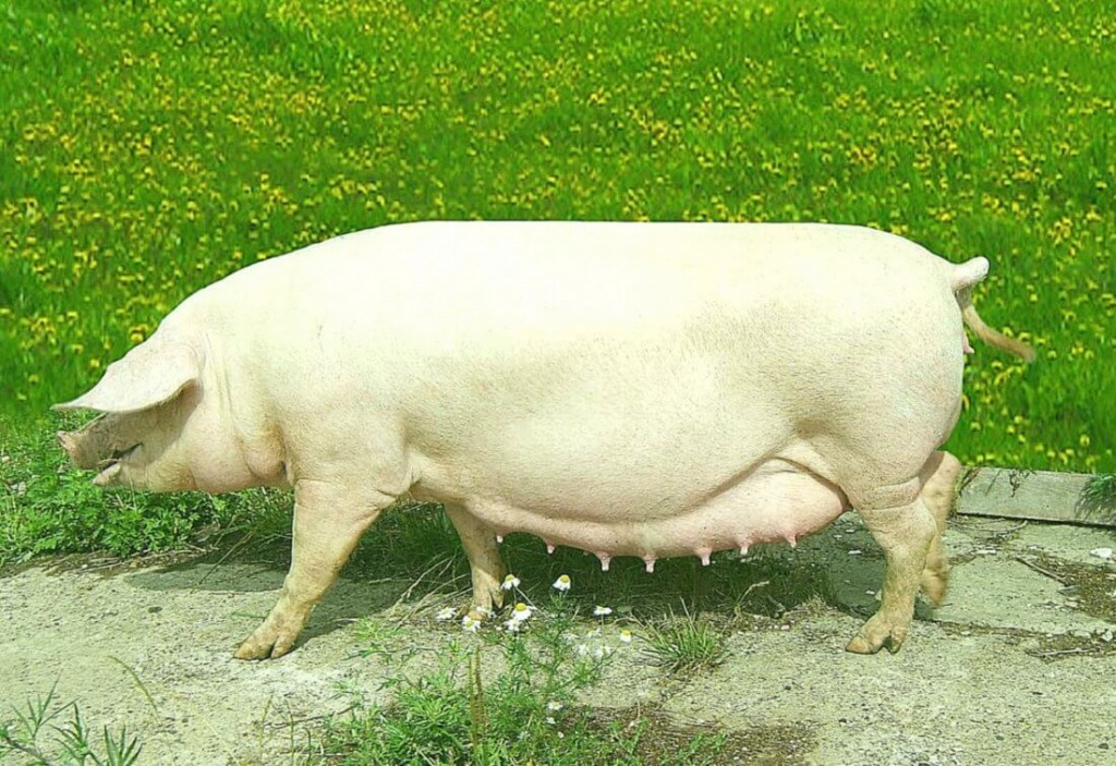 Крупная белая порода свиней.jpg