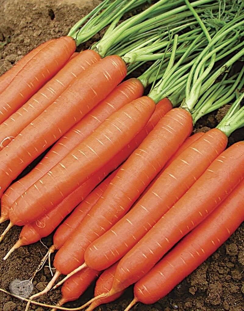 Морковь сорта Каротан.jpg
