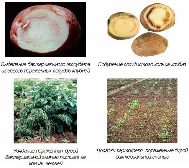Опасные болезни картофеля