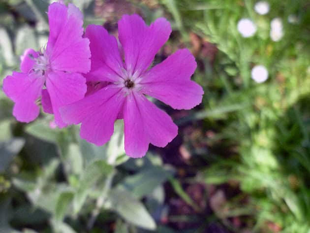 Lychnis flos-jovis