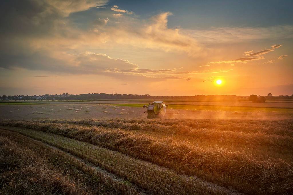 В Україні зібрано рекордний врожай ранніх зернових