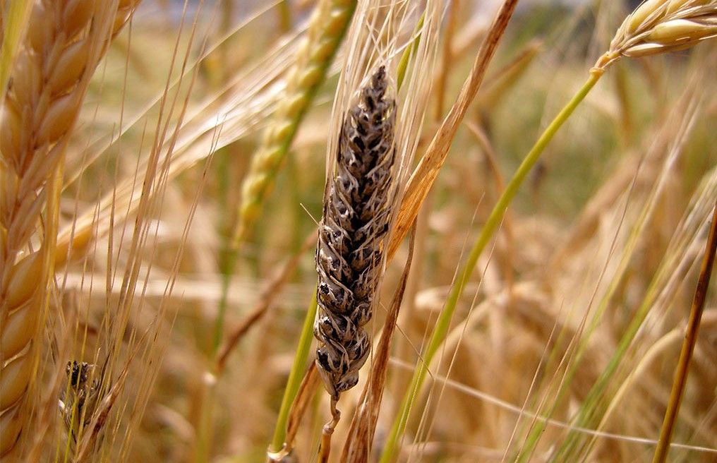 Грибковое заболевание пшеницы