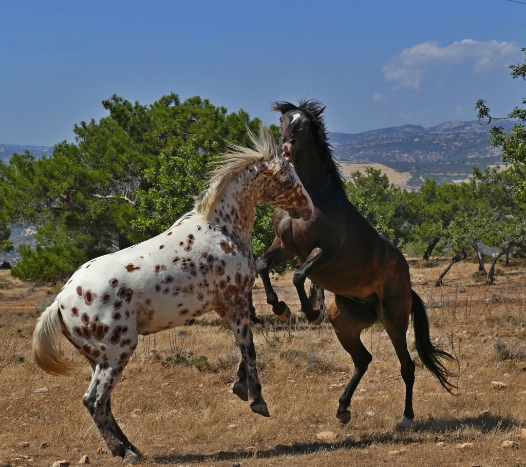 Розведення коней