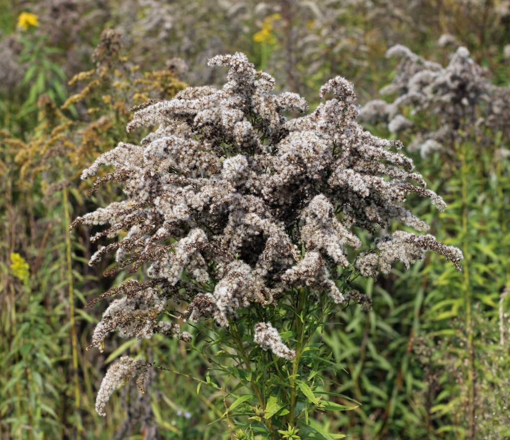 Золотарник канадский (Solidago canadensis): растение с созревшими семенами