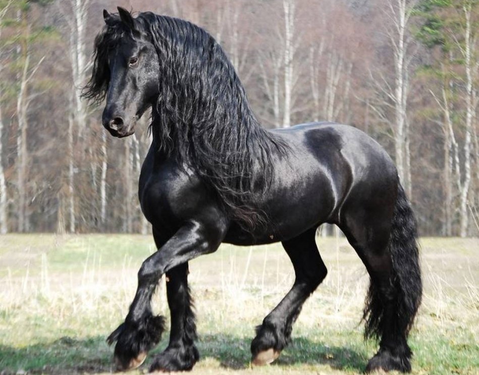 Фризький кінь