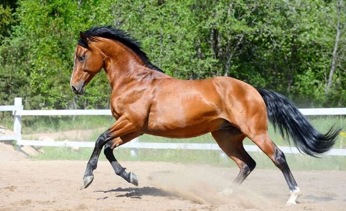Українська верхова порода коней