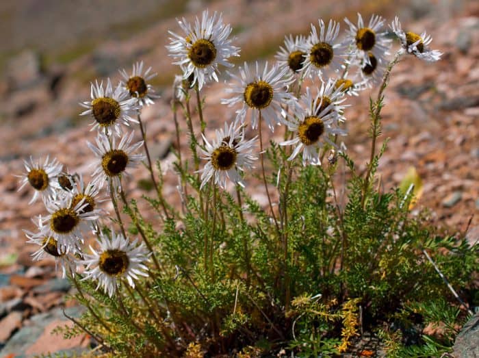 Pyrethrum pulchrum