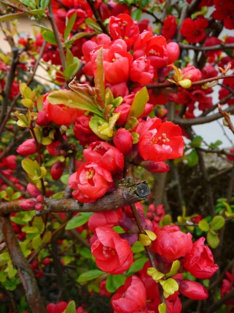 Chaenomeles japonica