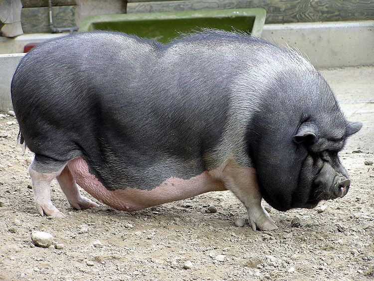 Азійська свиня