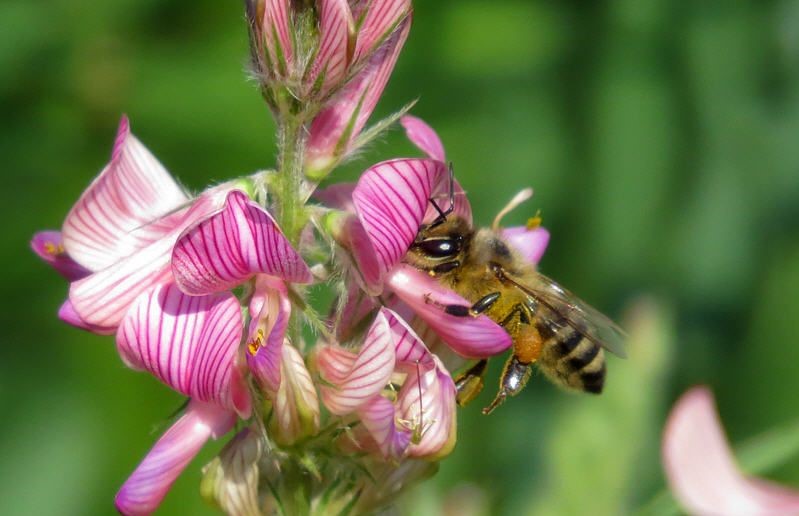 Пчела на соцветии эспарцета