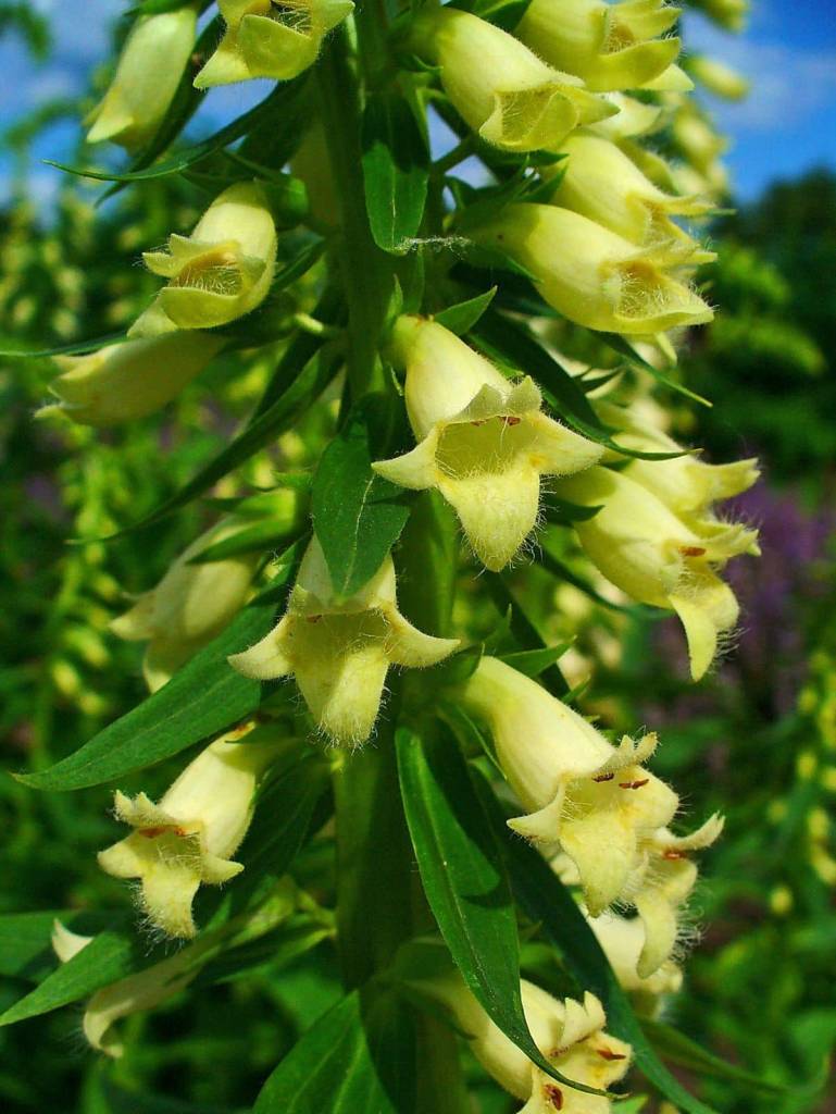 Digitalis lutea