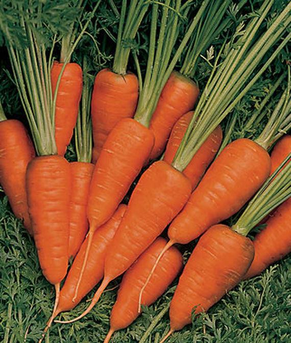 Морковь сорта Шанс.jpg